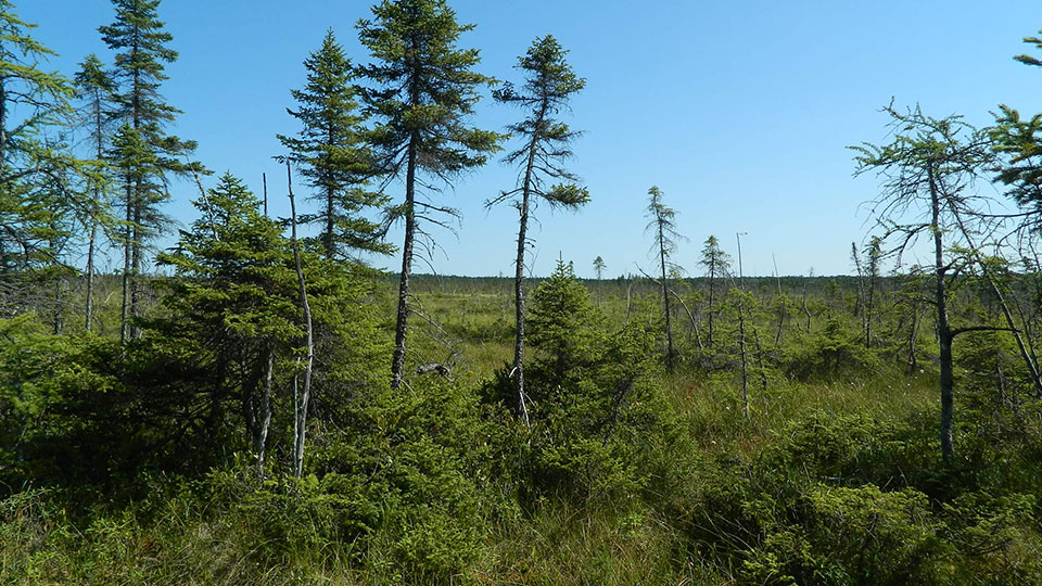 Paysage d'une tourbière naturelle.