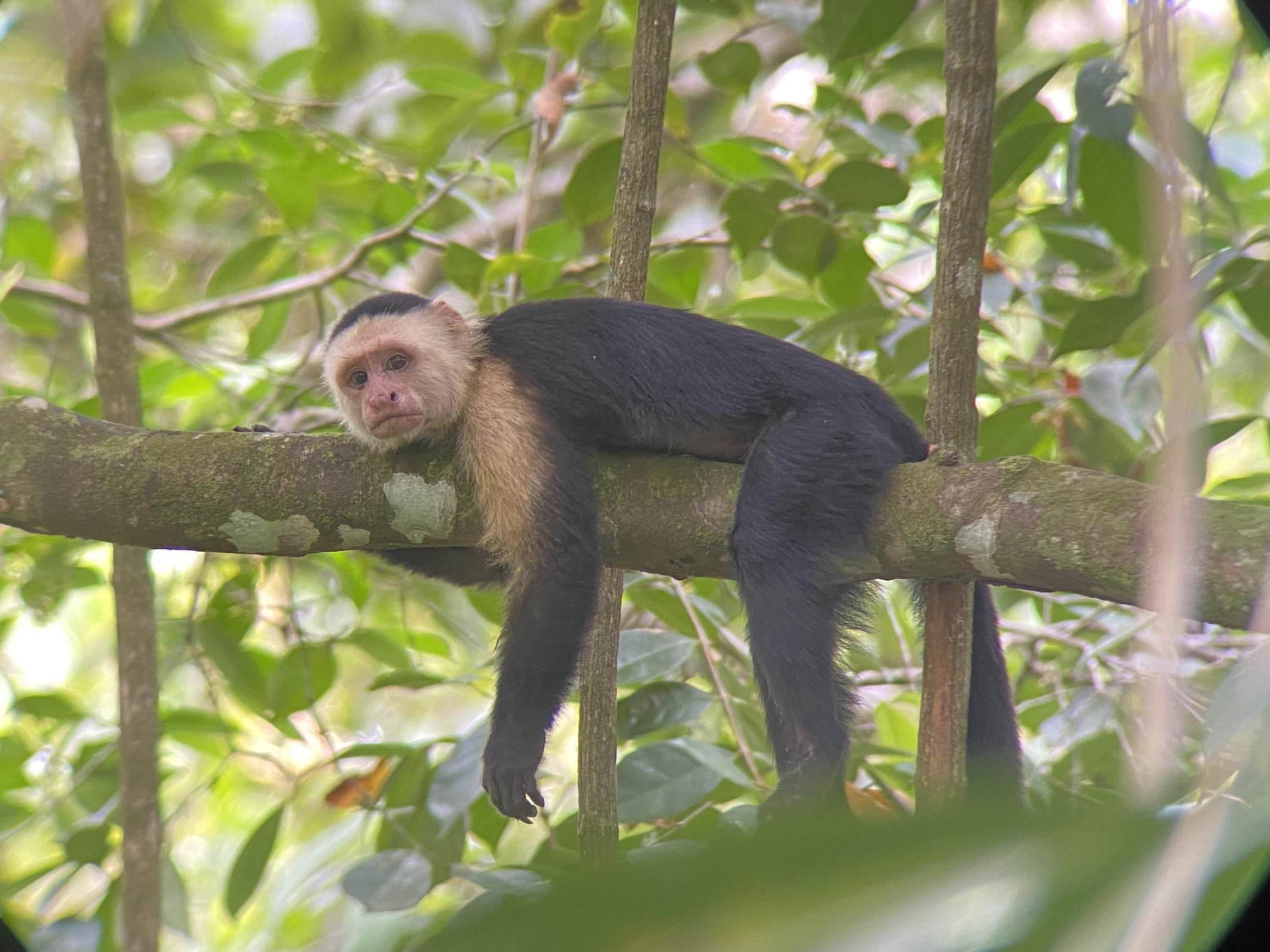 Un singe capucin.