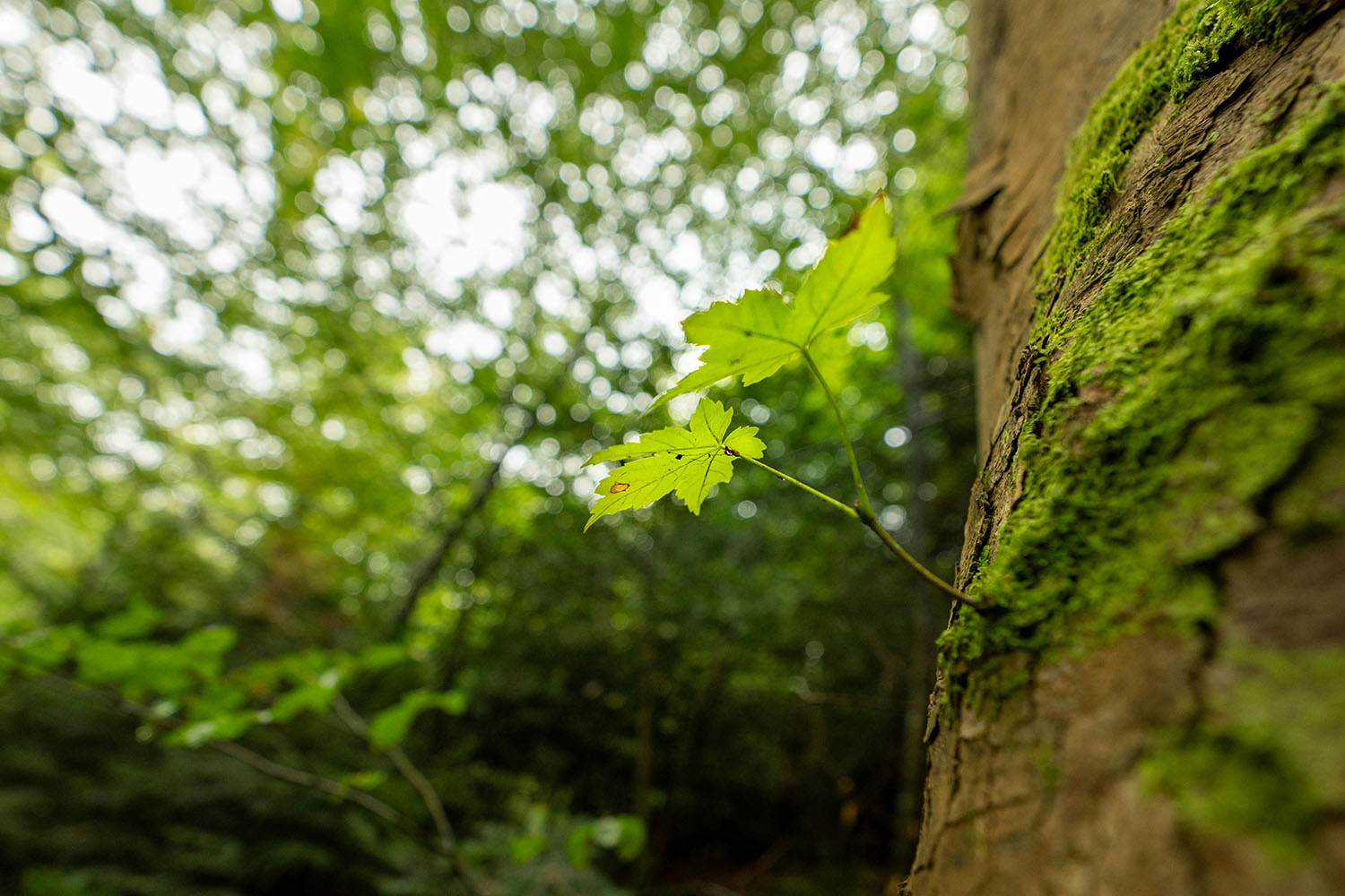 Gros plan sur une feuille d'érable dans une forêt luxuriante et verte.